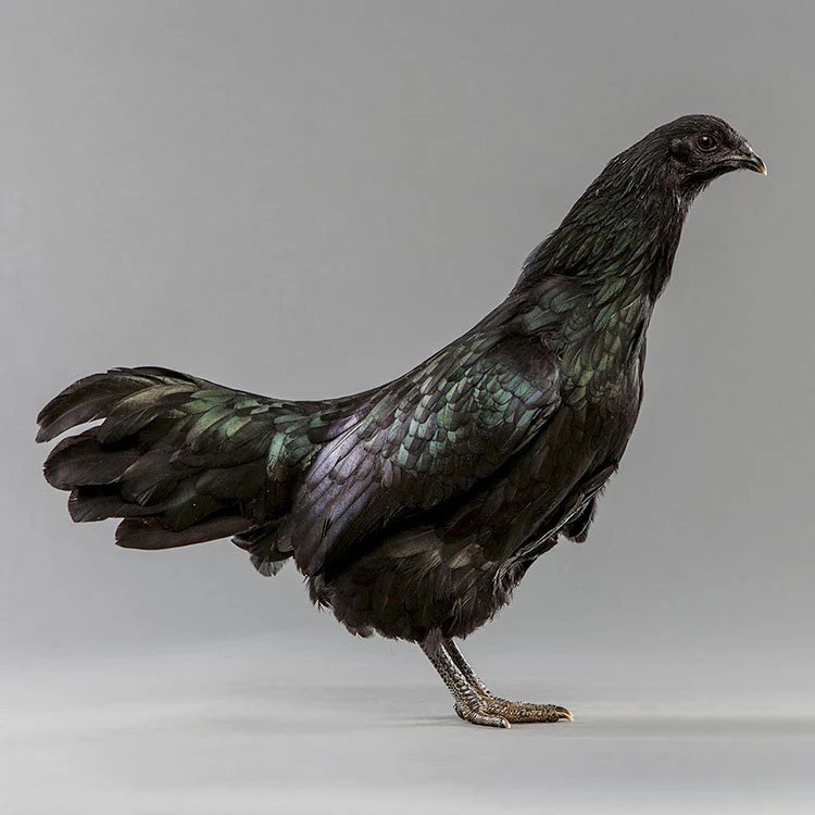 Baby Chicks: Black Sumatra - Weidukt