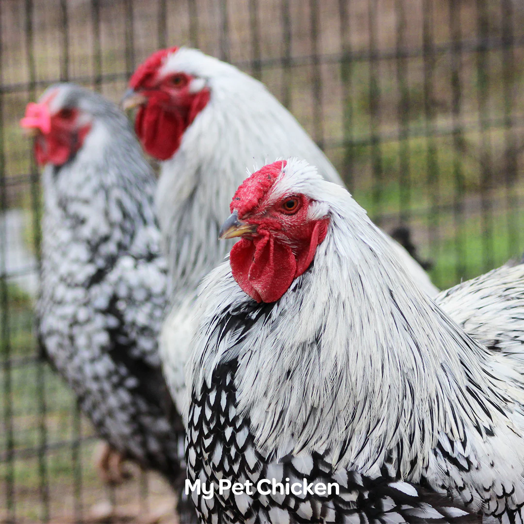 Hatching Eggs: Heritage Silver Laced Wyandotte, Backyard Bunch Location - Weidukt