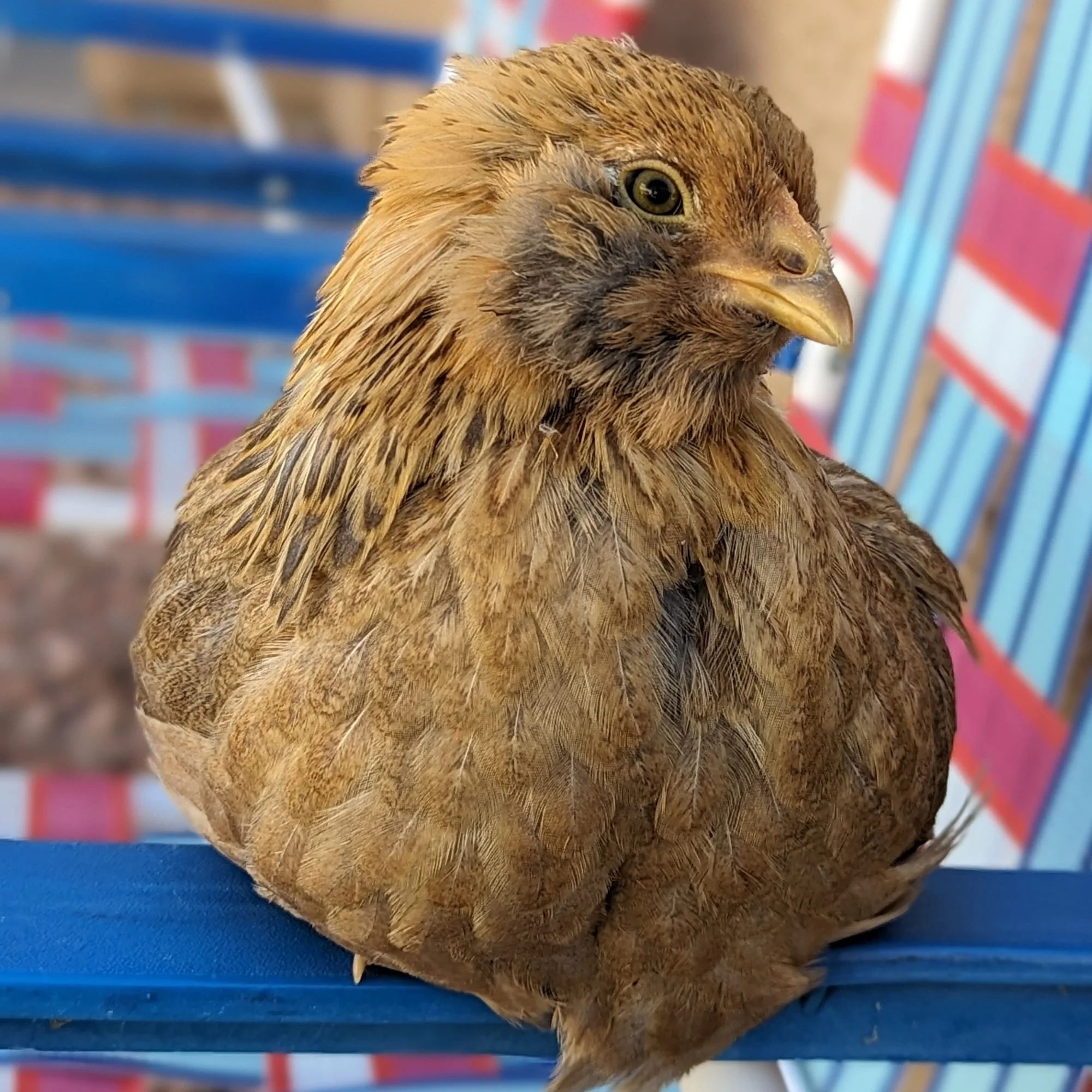 Baby Chicks: Easter Egger Bantam - Weidukt