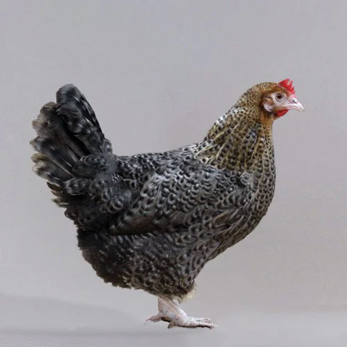 Baby Chicks: Golden Cuckoo Marans - Weidukt