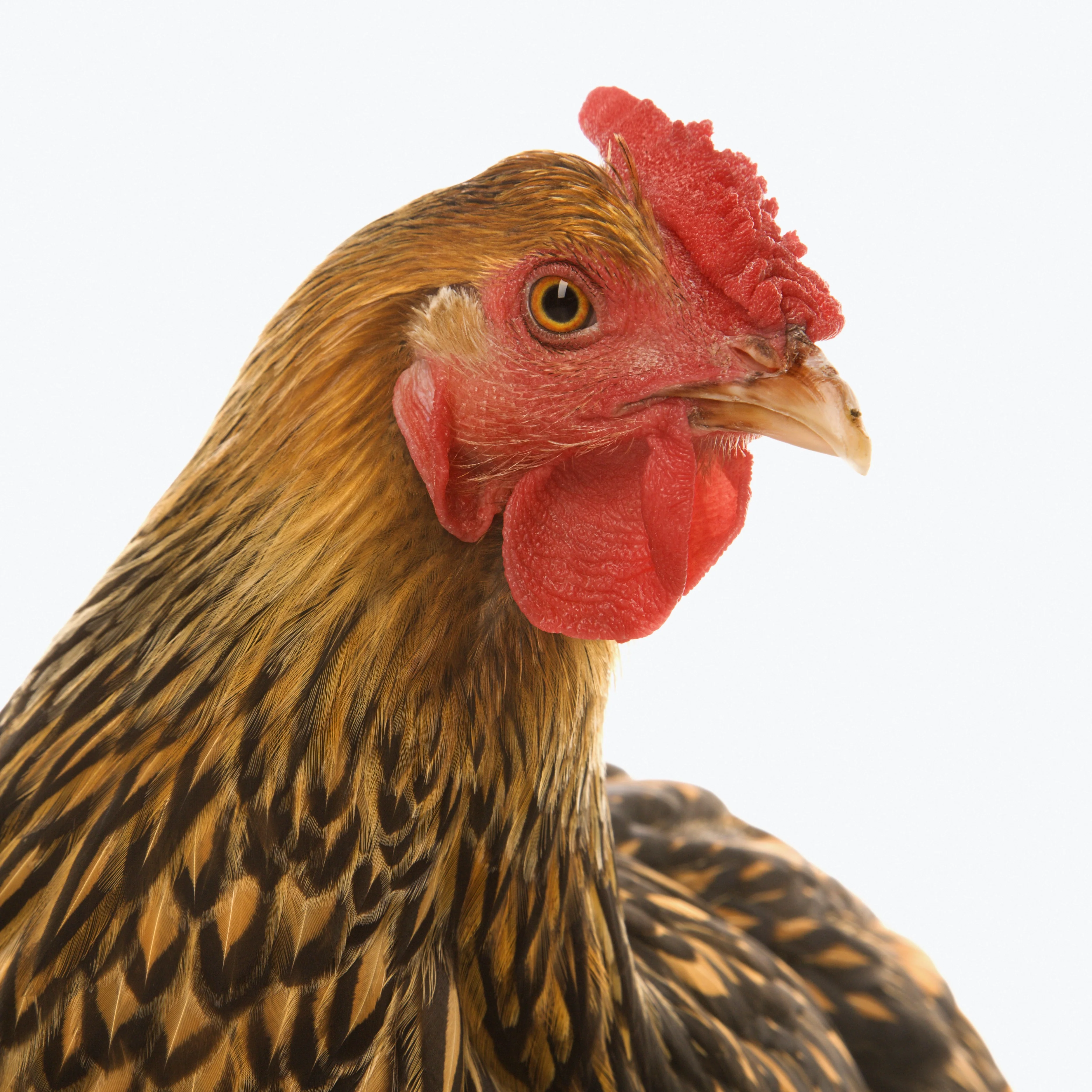 Baby Chicks: Golden Laced Wyandotte - Weidukt