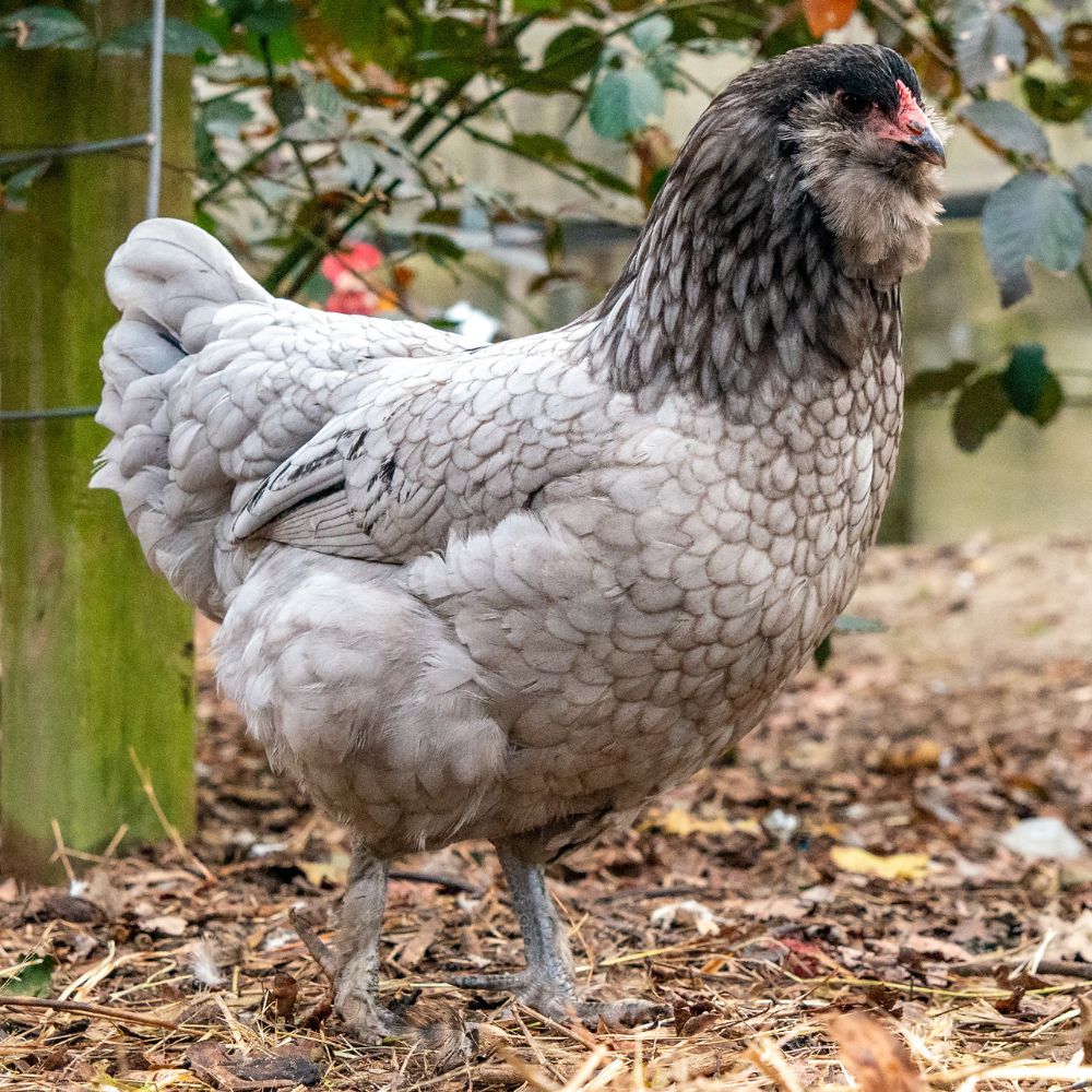 Pullet: Blue/Black Favaucana, Shipping Week of - Weidukt