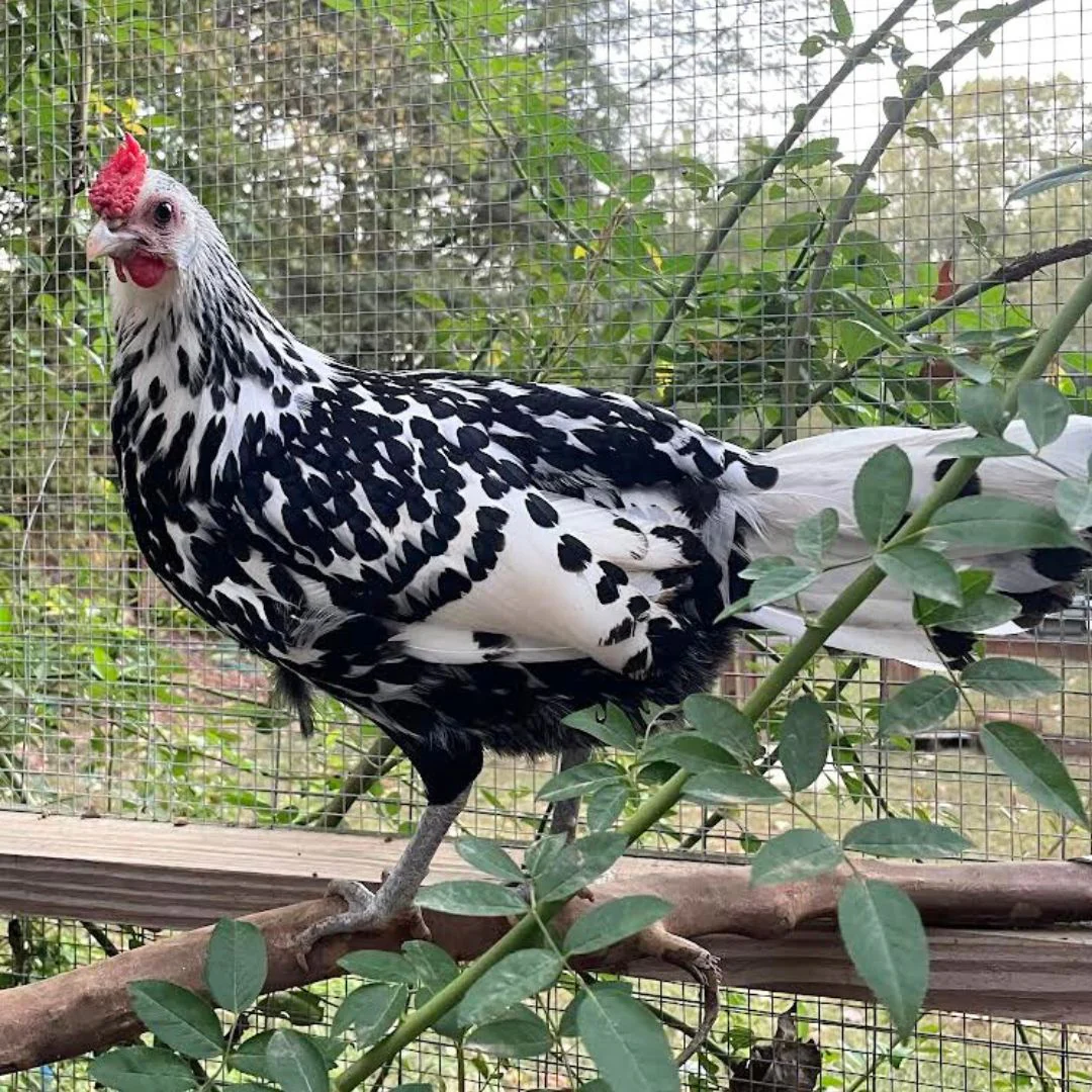 Baby Chicks: Silver Spangled Hamburg - Weidukt