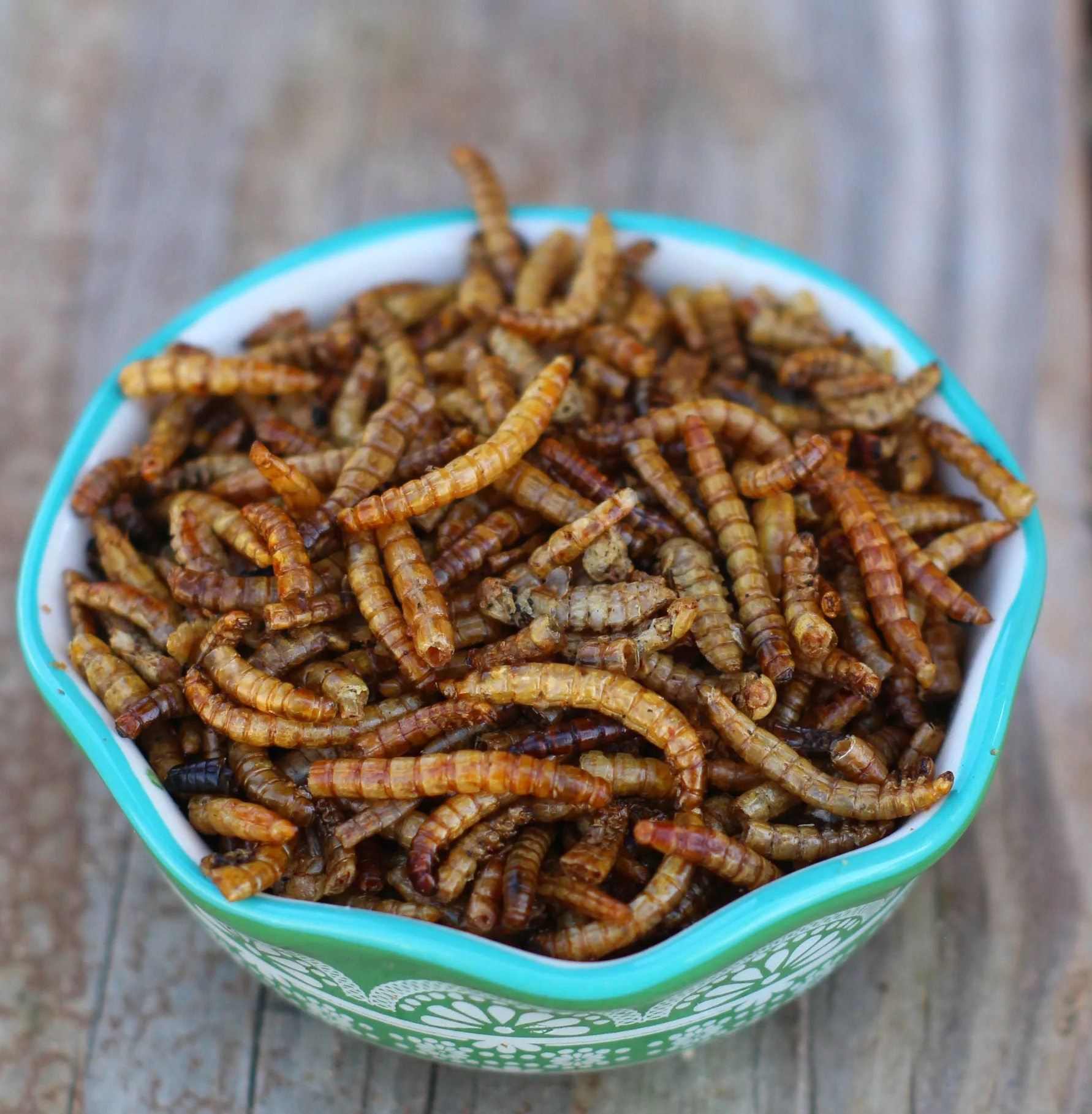 USA Mealworms -- LoveBugs For Hens (TM) - Weidukt