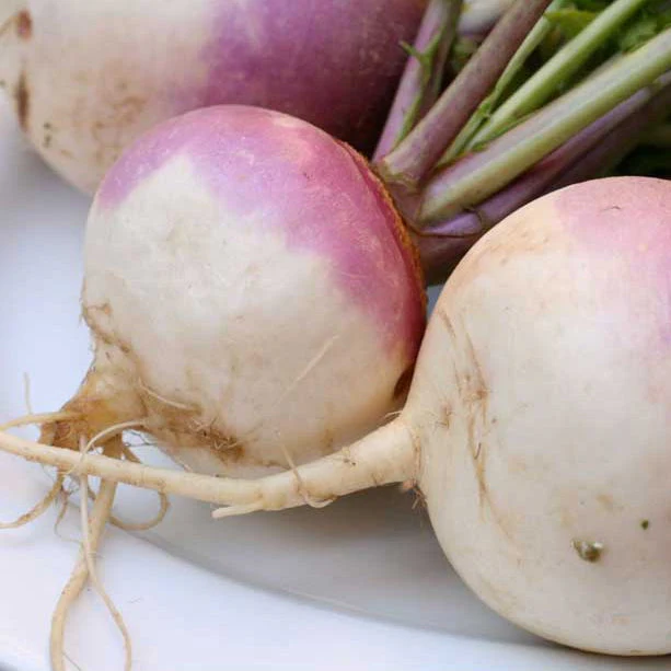 Purple Top White Globe Turnip Seeds (Organic) - Weidukt