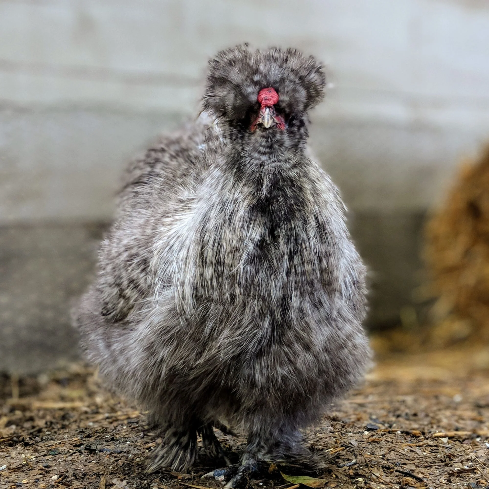 Baby Chicks: Cuckoo Silkie Bantam - Weidukt