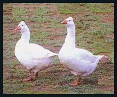 Goslings: Roman Tufted - Weidukt