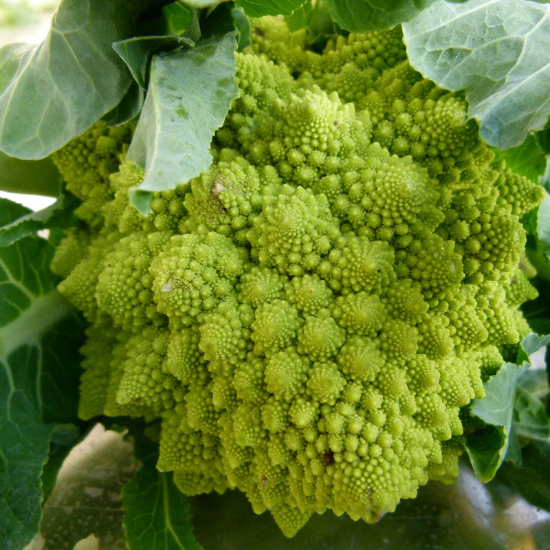 Romanesco Broccoli Seeds (Organic) - Weidukt