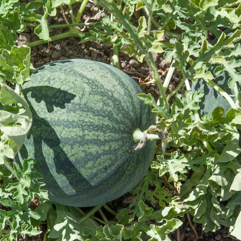 Sugar Baby Watermelon Seeds (Organic) - Weidukt