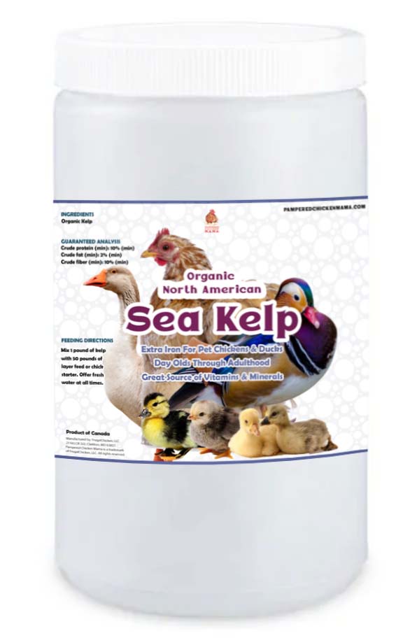 North Atlantic Kelp For Extra Vitamins, Minerals, & Amino Acids For Pet Chickens & Ducks - Weidukt