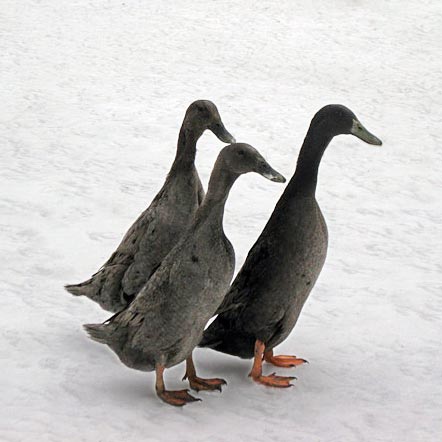 Ducklings: Blue Runner - Weidukt