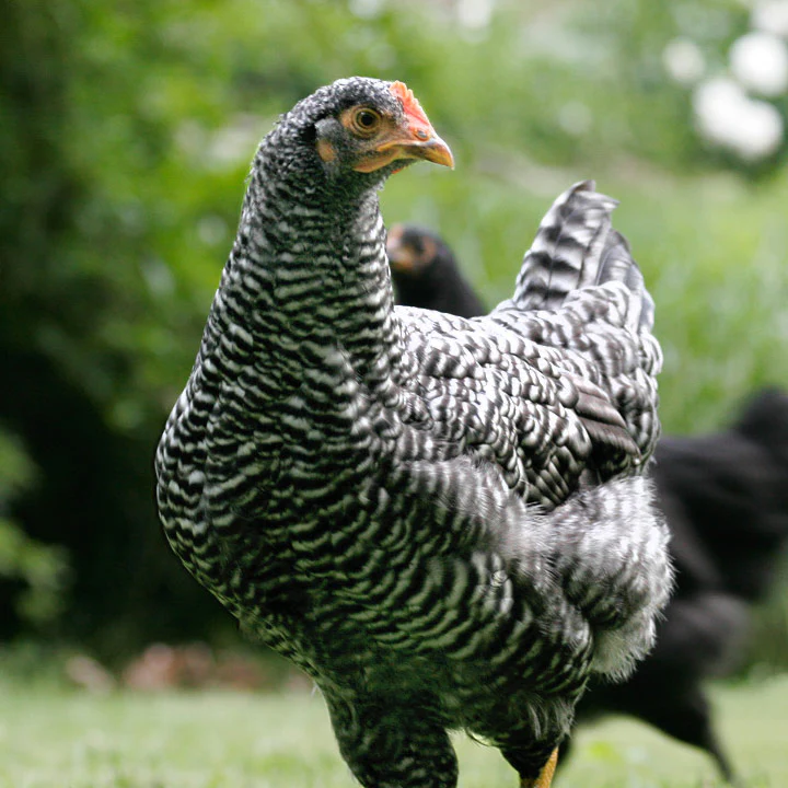 Pullet: Barred Plymouth Rock, Shipping Week of - Weidukt