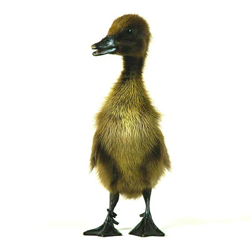 Hatching Eggs: Chocolate Runner Duck - Weidukt
