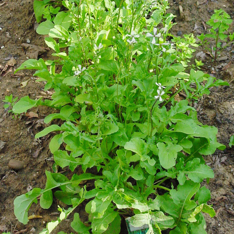 Arugula Greens Seeds (Organic) - Weidukt