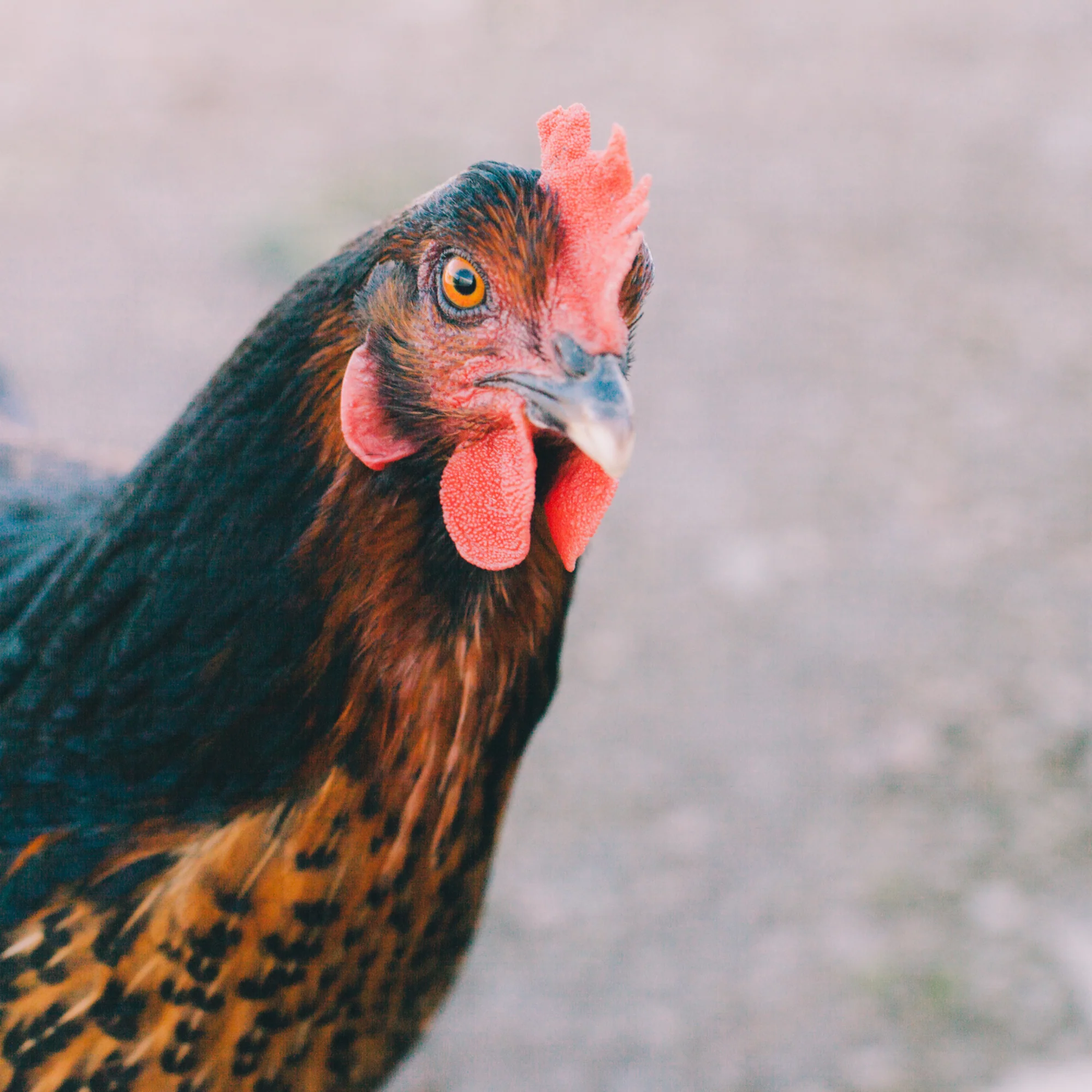 Pullet: Black Sex Link, Shipping Week of - Weidukt