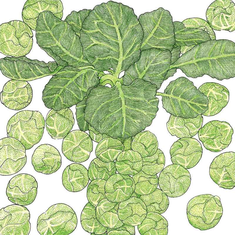 Darkmar 21 Brussels Sprouts Seeds (Organic) - Weidukt