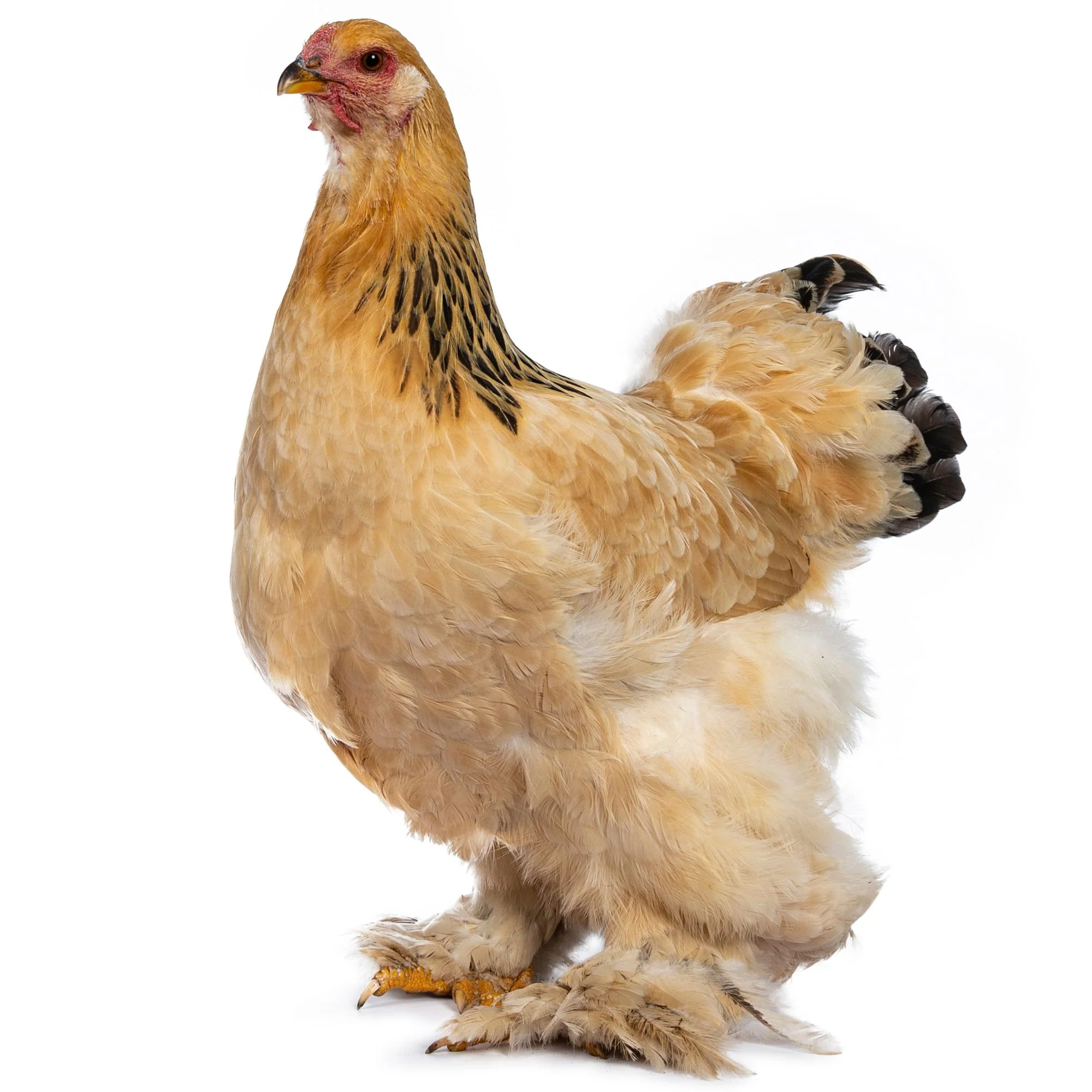 Pullet: Buff Brahma, Shipping Week of - Weidukt
