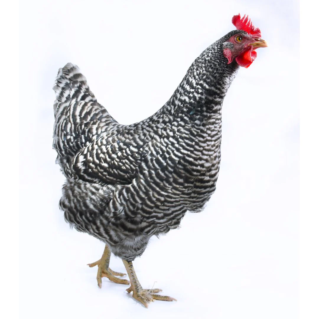 Hatching Eggs: Barred Plymouth Rock, Hen Haven Location - Weidukt
