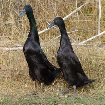 Ducklings: Black Runner - Weidukt