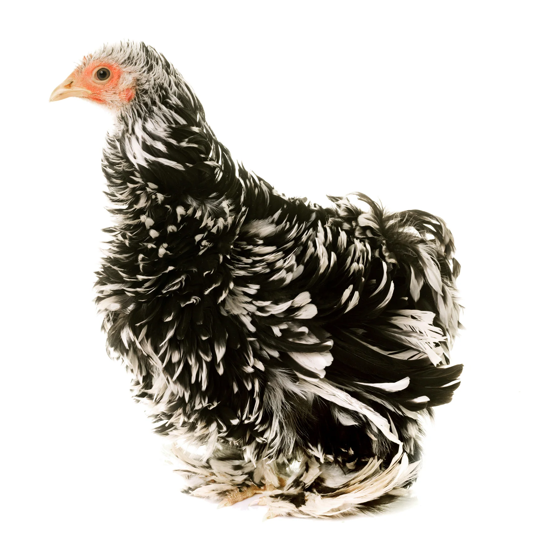 Baby Chicks: Mottled Frizzle Cochin Bantam - Weidukt