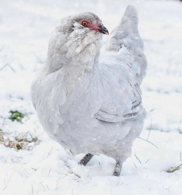 Baby Chicks: Lavender Ameraucana - Weidukt