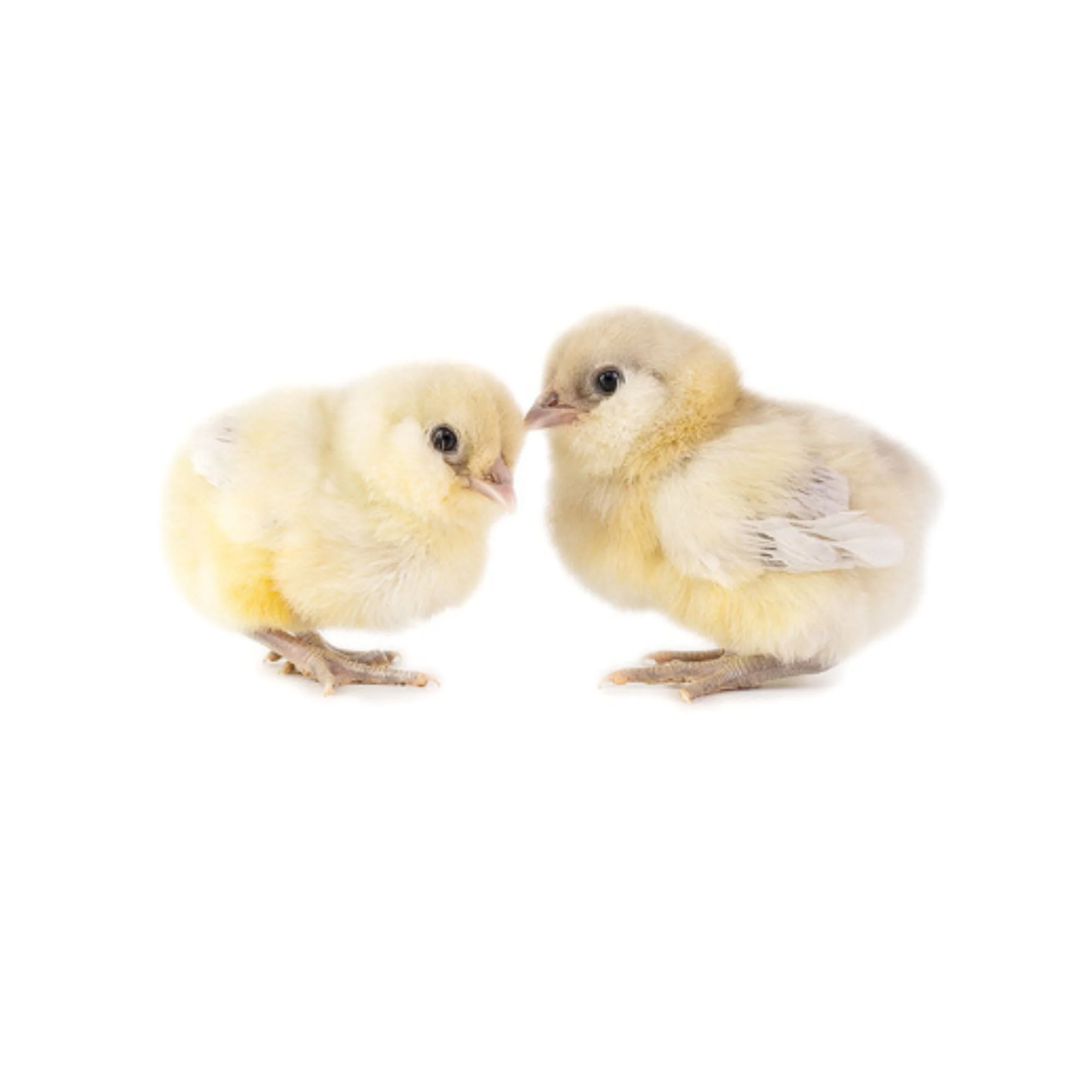 Baby Chicks: Blue Splash Ameraucana - Weidukt