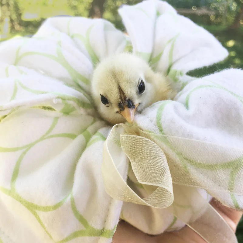 Peep Pouch - Cuddle Chicks Safely! - Weidukt