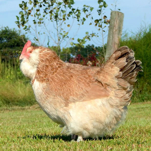 Hatching Eggs: Chickens for Elitists, Hen Haven Location - Weidukt