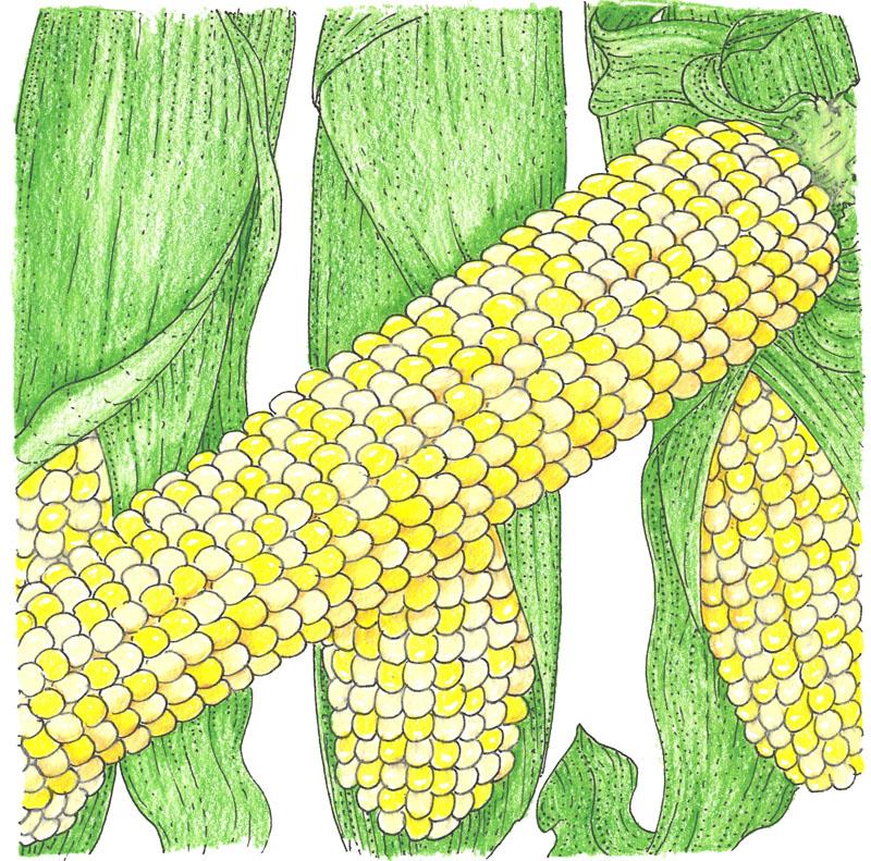 Double Standard Corn Seeds (Organic) - Weidukt