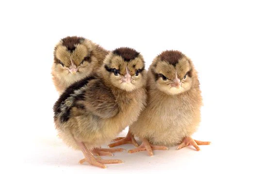 Baby Chicks: Light Brown Leghorn - Weidukt