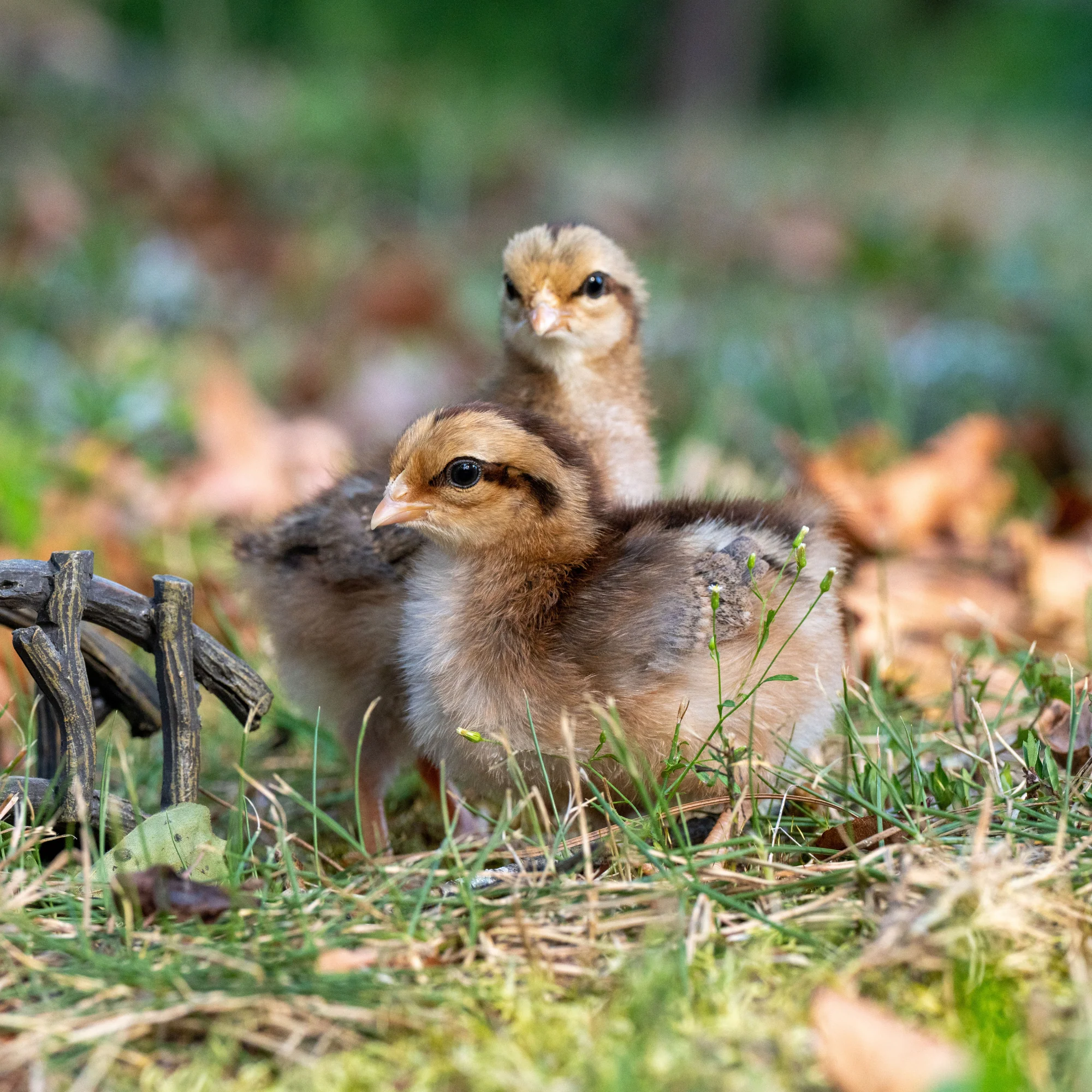 Baby Chicks: Red Dorking Bantam - Weidukt