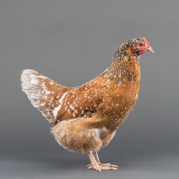 Baby Chicks: Swedish Flower Hen - Weidukt