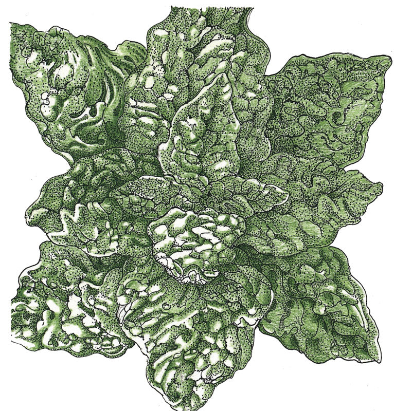 Bloomsdale Spinach Seeds (Organic) - Weidukt
