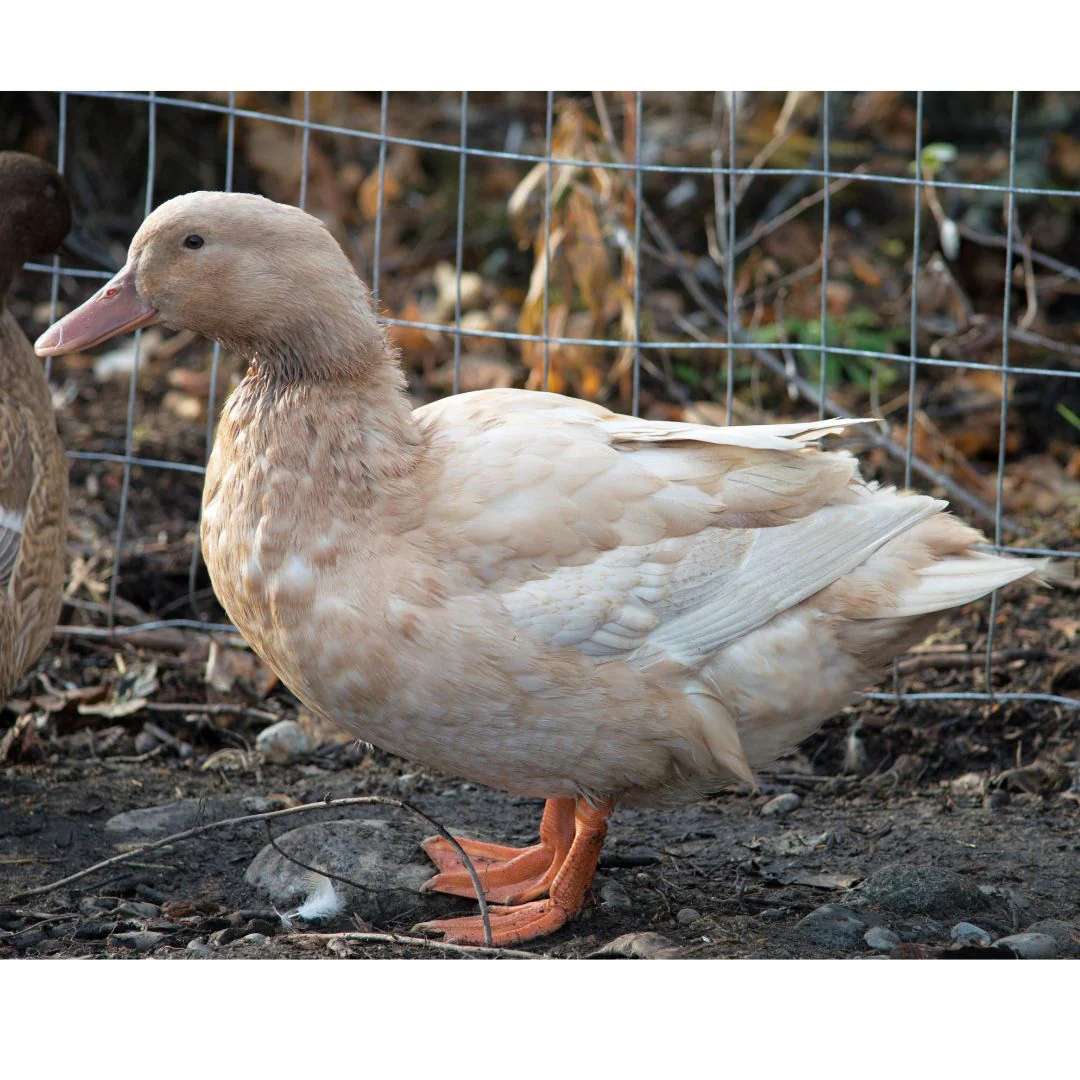 Hatching Eggs: Buff Duck - Weidukt