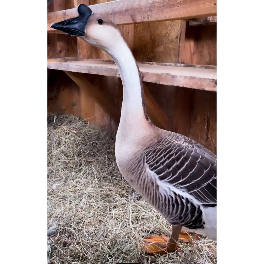 Goslings: Brown Chinese - Weidukt