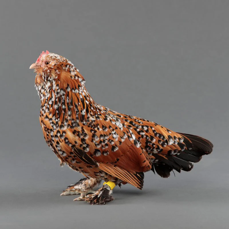 Baby Chicks: Mille Fleur d'Uccle Bantam - Weidukt