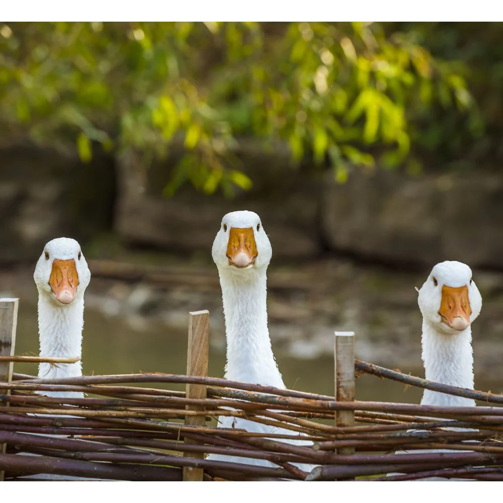 Goslings: Embden - Weidukt