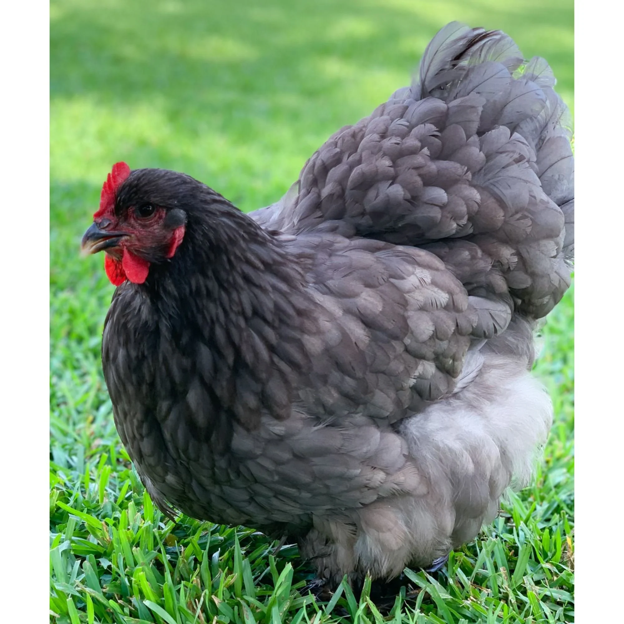 Pullet: Blue/Black/Splash Cochin - Weidukt