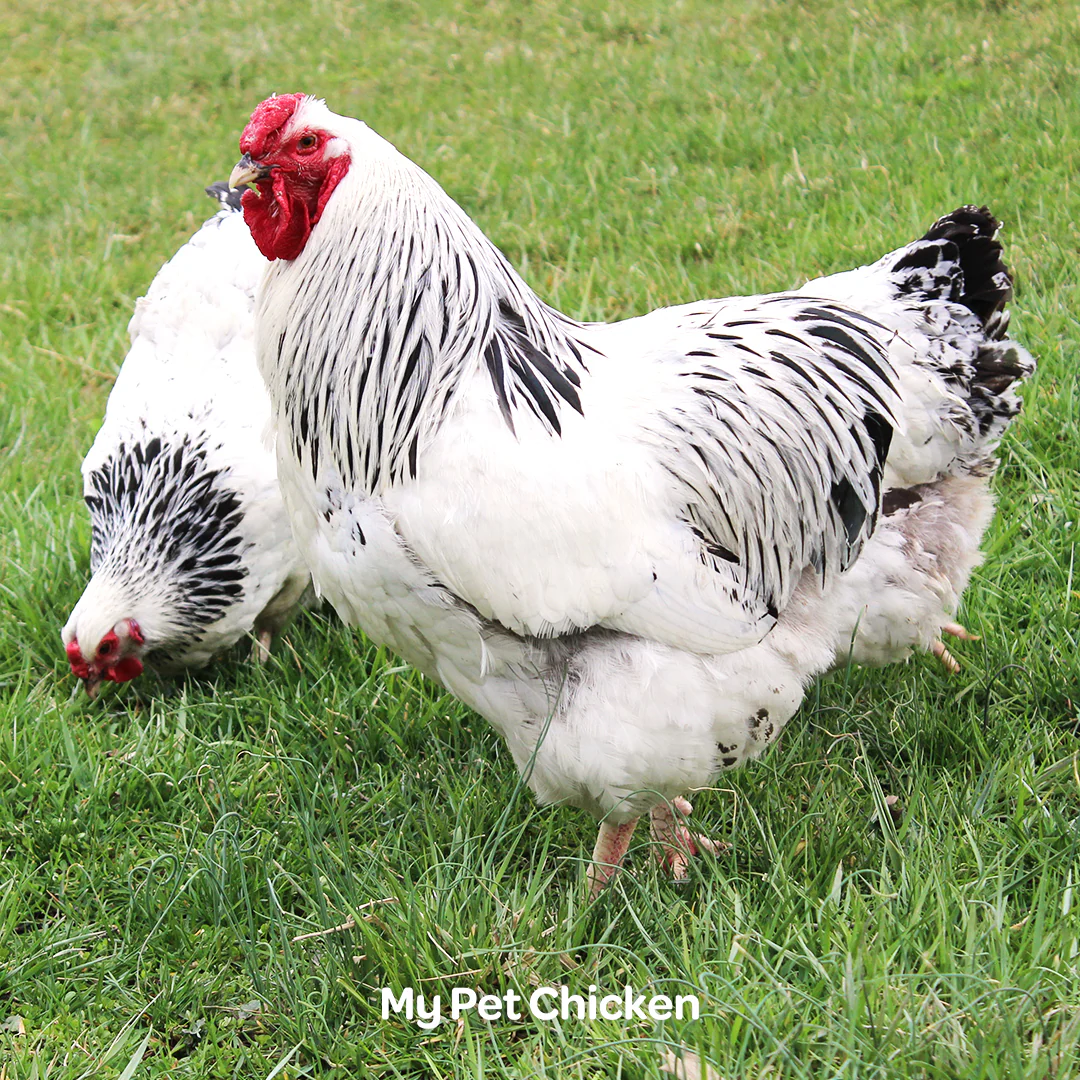 Hatching Eggs: Columbian Wyandotte, Backyard Bunch Location - Weidukt