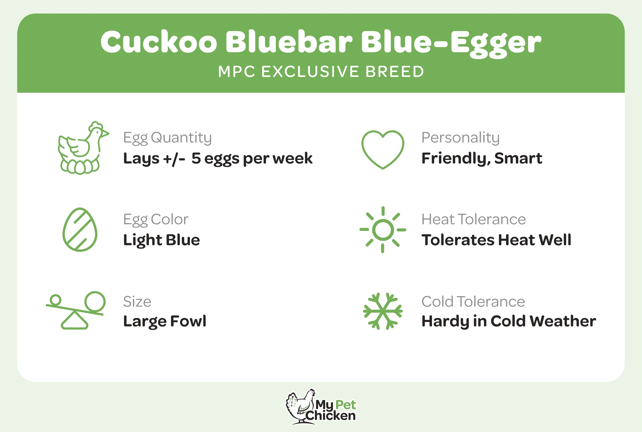 Pullet: Cuckoo Bluebar, Shipping Week of - Weidukt
