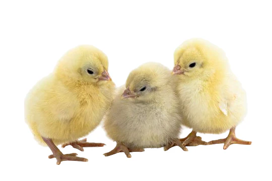 Baby Chicks: White Plymouth Rock - Weidukt