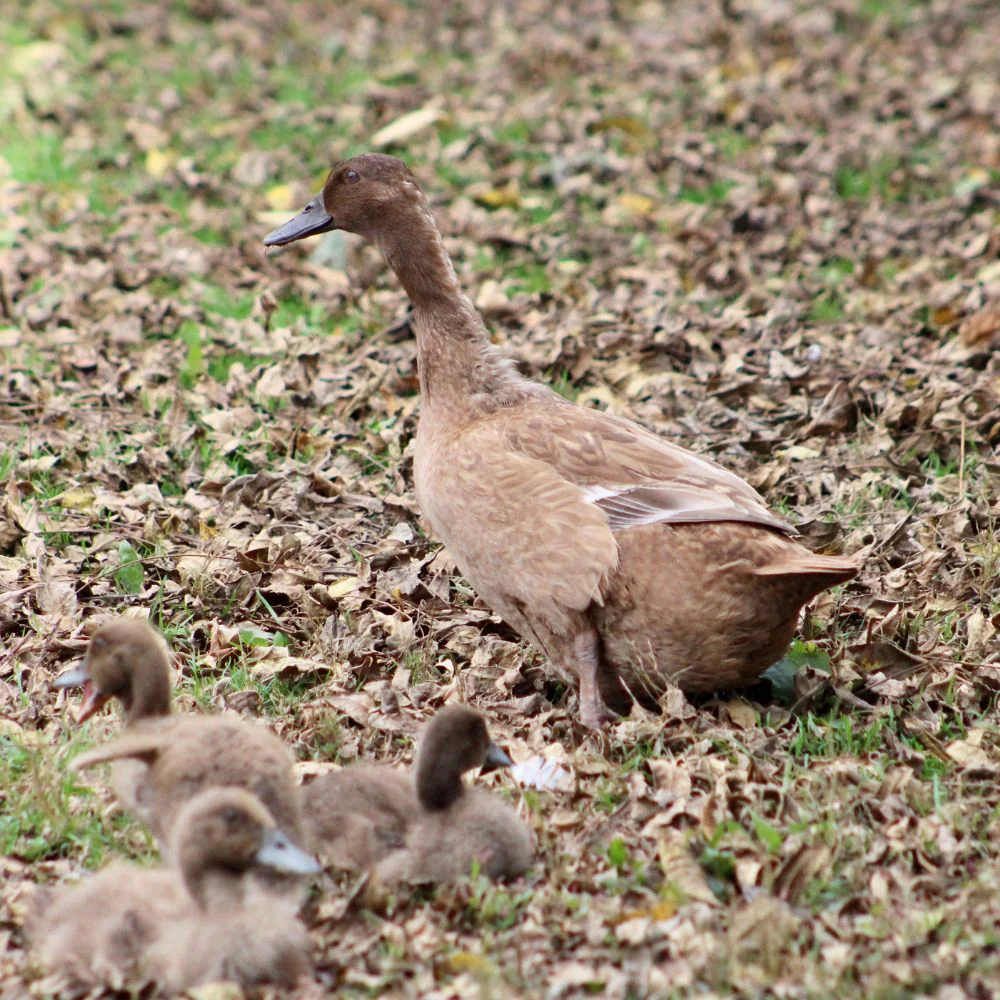 Hatching Eggs: Khaki Campbell Duck - Weidukt