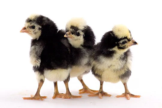 Baby Chicks: White Crested Black Polish Bantam - Weidukt