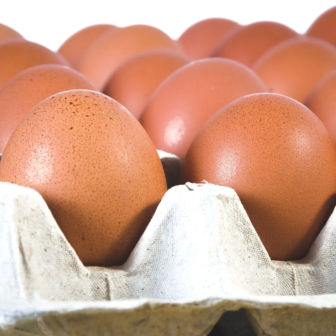 Pullet: Double-Laced Barnevelder, Shipping Week of - Weidukt