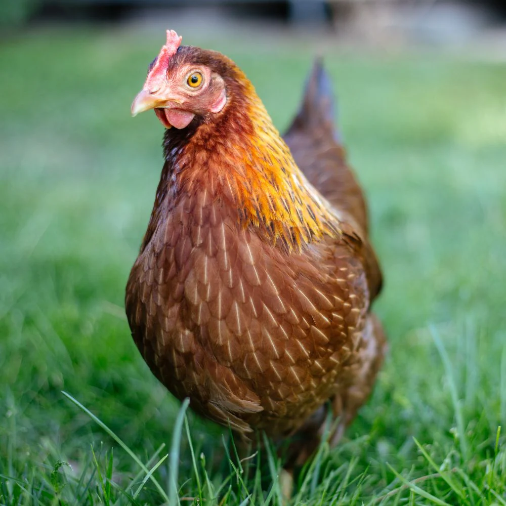 Baby Chicks: Welsummer - Weidukt