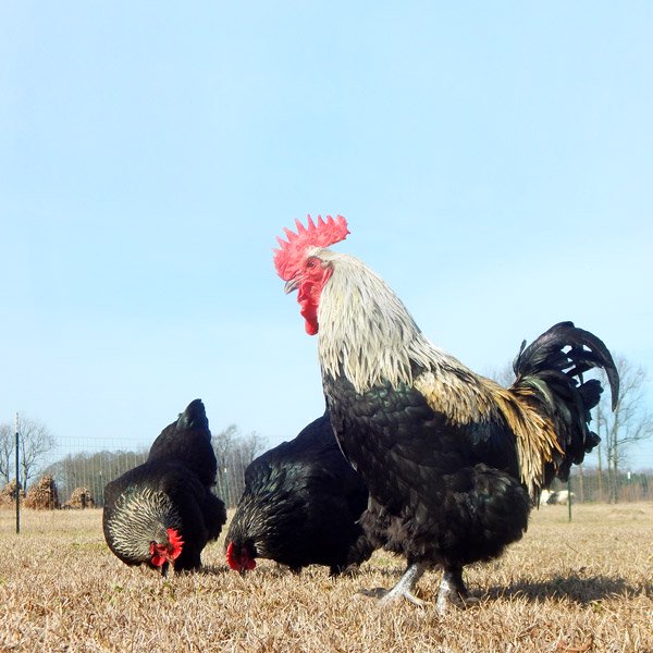 Baby Chicks: Blue/Black/Splash Birchen Marans - Weidukt