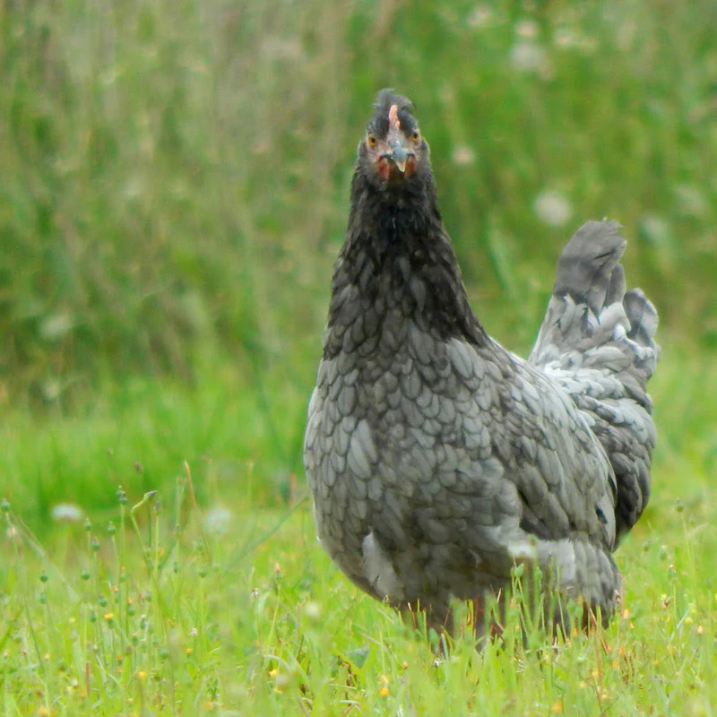 Hatching Eggs: 4 Dozen Assorted Eggs - Weidukt