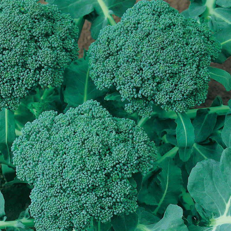 Calabrese Broccoli Seeds (Organic) - Weidukt