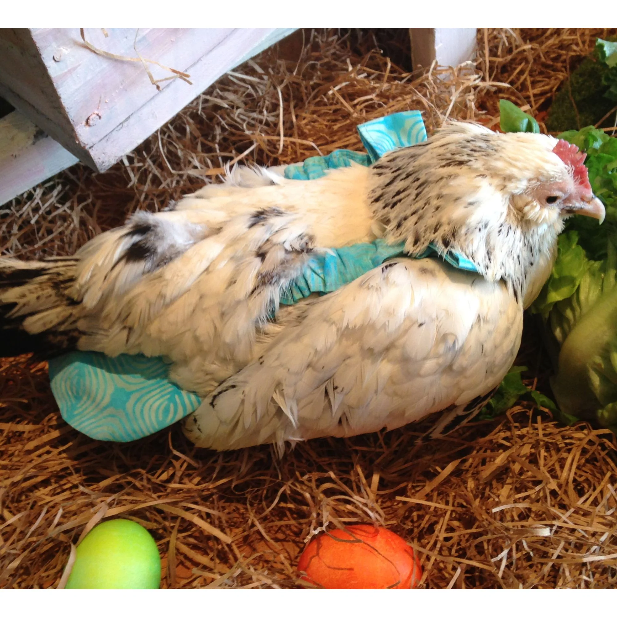 Chicken Diaper, Washable Liner - Weidukt