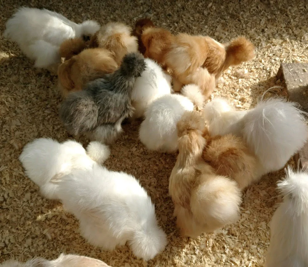 Hatching Eggs: Assorted Show Quality Silkies, Feathered Friends Location - Weidukt